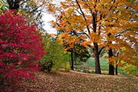english-forest-small.jpg